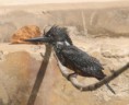 /album/photogallery/giant-kinfisher-gambia-jpg/